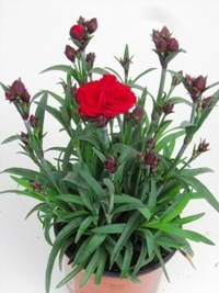 Dianthus caryophyllus - Nelke rot Duftpflanzen