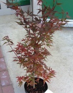 Acer palmatum `Skeeter's Broom' Japanischer Fächerahorn