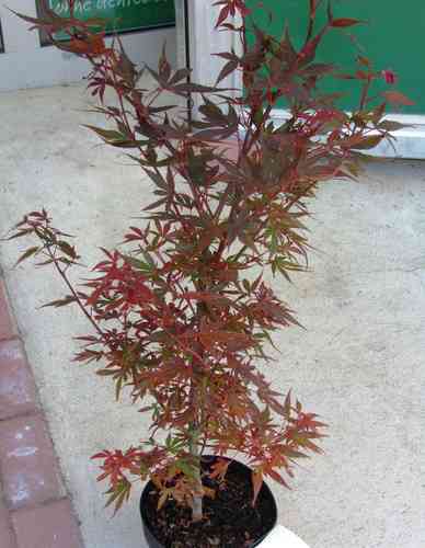 Acer palmatum `Skeeter's Broom' Japanischer Fächerahorn