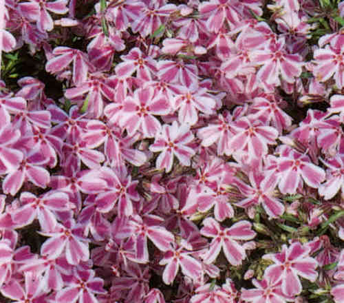 Phlox subulata - Polsterphlox gestreift