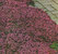 Thymus serpyllum 'karminrot'- Feldthymian