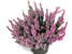 Calluna Vulgaris - Besenheide, Heidekraut rosa 10 cm Topf