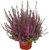 Calluna Vulgaris - Besenheide, Heidekraut lila 10 cm Topf