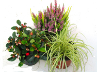 kleines  buntes Balkonpflanzen-Set für Balkonkasten ab 40 cm Länge
