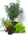winterhartes Pflanzen-Set für Kübel  Ø  35-50 cm