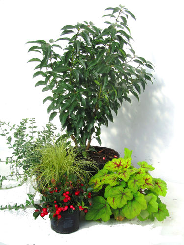 winterhartes Pflanzen-Set für Kübel  Ø  35-50 cm
