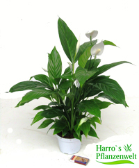 Spathiphyllum wallisii - Einblatt   Zimmerpflanzen 13 cm Topf