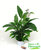 Spathiphyllum wallisii - Einblatt Zimmerpflanzen 13 cm Topf