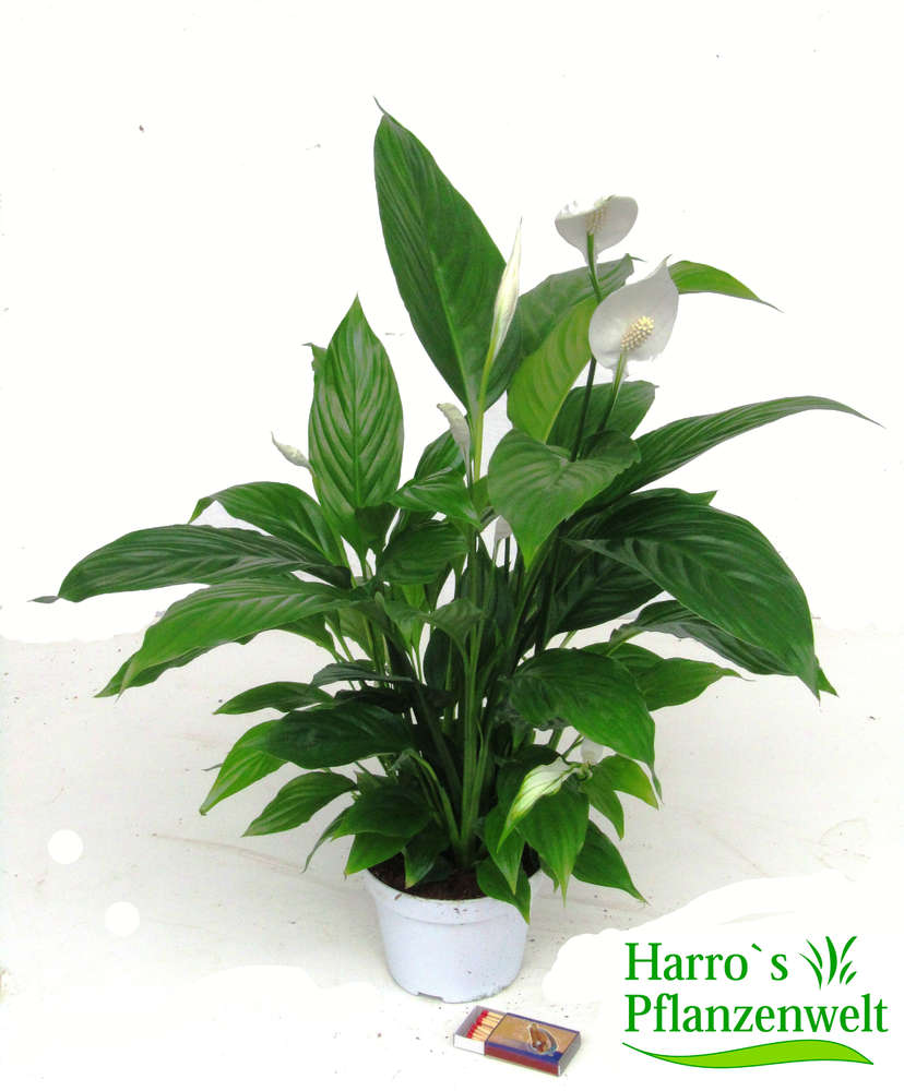 Spathiphyllum Einblatt Zimmerpflanze Büropflanze Kräftig im 2 Liter Topf 