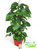 Epipremnum aureum - Efeutute am Moosstab, 15 cm Topf Höhe 50 cm Zimmerpflanze