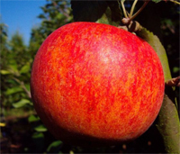 Apfel  'Alkmene-Buschbaum  - allergikergeeignet