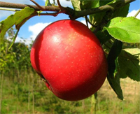 Apfel 'Danziger Kantapfel' Buschbaum - Alte Apfelsorte