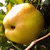 Apfel 'Dülmener Herbstrosenapfel' Buschbaum  - Alte Apfelsorte