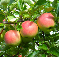 Apfel 'Elstar' Buschbaum -R- CAC