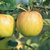 Apfel 'Goldparmäne' Buschbaum  M26- Alte Apfelsorte