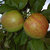 Apfel 'Gravensteiner' Buschbaum CAC - Alte Apfelsorte