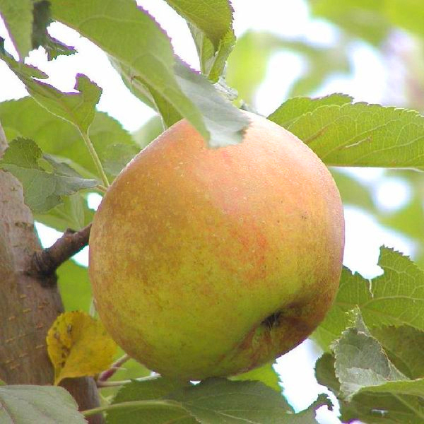 Apfel \'Roter Boskoop\' Buschbaum - Alte Apflesorte kaufen Online im Pflanzen  shop Harro\'s Pflanzenwelt | Obstbäume & Gemüsepflanzen