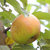 Apfel 'Roter Boskoop' Buschbaum - Alte Apflesorte 1923