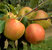 Apfel 'Pinova' ® VF-Buschbaum M 26