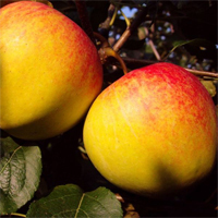 Apfel 'Topaz' ®  M25 -Buschbaum