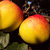Apfel 'Topaz' ® M25 -Buschbaum