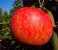 Apfel  'Alkmene-Halbstamm CAC  allergikergeeignet