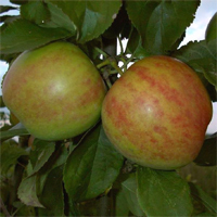 Apfel 'Gravensteiner' Halbstamm - Alte Apfelsorte