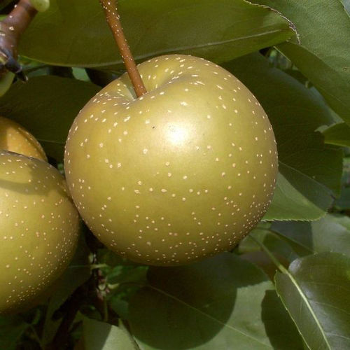 Nashi-Birne 'Kosui' CAC - Buschbaum