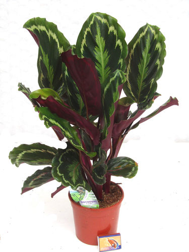 Calathea 'Medallion' - Pfeilwurz - luftreinigende Zimmerpflanzen