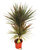 Dracaena marginata Bicolor - Drachenbaum - Zimmerpflanzen