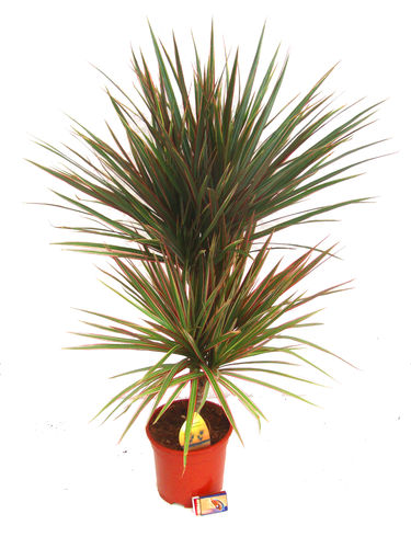 Dracaena marginata Bicolor - Drachenbaum -  Zimmerpflanzen