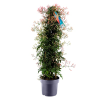 Jasminum polyanthum - Zimmerjasmin - stark duftend
