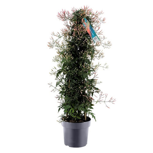 Jasminum polyanthum - Zimmerjasmin - stark duftend