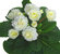 Primula BELARINA 'Snow'- Rosenprimel - Staudenprimel gefüllt Duftpflanze