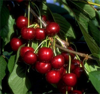 hochwertige Baumschul Qualität direkt vom Fachhändler Obstbaum Kirsche Kirschbaum Busch Form rot Hedelfinger Riesenkirsche 120-160 cm 