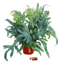 Phlebodium 'Blue Star' -  Blaufarn  Zimmerpflanzen
