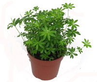 Waldmeister - Asperula odorata - Kräuterpflanzen