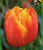 Tulpe orange