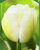 Tulpe weiß