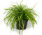 Carex oshimensis "Eversheen"  -  Segge   -Gräser