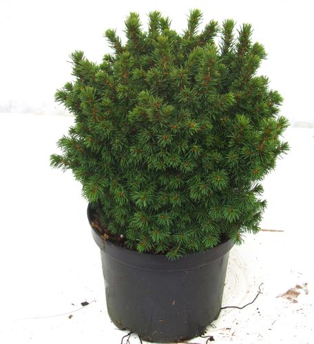 Picea glauca 'Alberta Globe'  - Kugelfichte