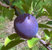 Schlehe 'Reto' grossfruchtige Veredlung - Prunus spinosa - Wildobst