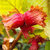 Haselnuss 'Rote Zellernuss' - Corylus avellana