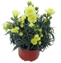 Dianthus caryophyllus - Nelke gelb Duftpflanzen