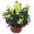 Dianthus caryophyllus - Nelke gelb Duftpflanzen