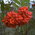 Eßbare Eberesche , Vogelbeere - Sorbus aucuparia Edulis - Wildobst