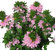 Scaevola aemula - Fächerblume rosa
