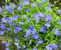 Lobelia richardii - Männertreu blau
