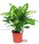 Dieffenbachia Compacta - luftreinigende Zimmerpflanzen