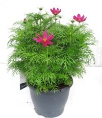 Cosmos bipinnatus - Cosmea  rot